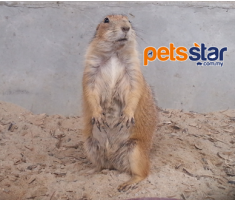 Prairie Dog